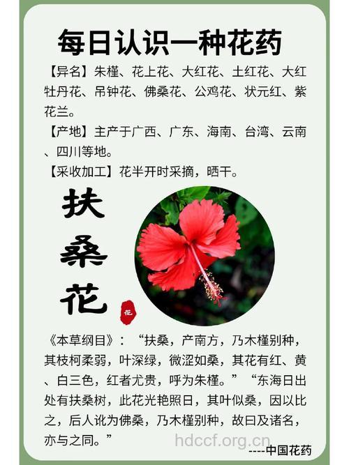 扶桑花的功效与作用