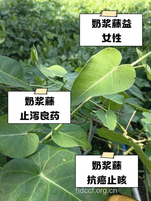 催乳藤的功效与作用