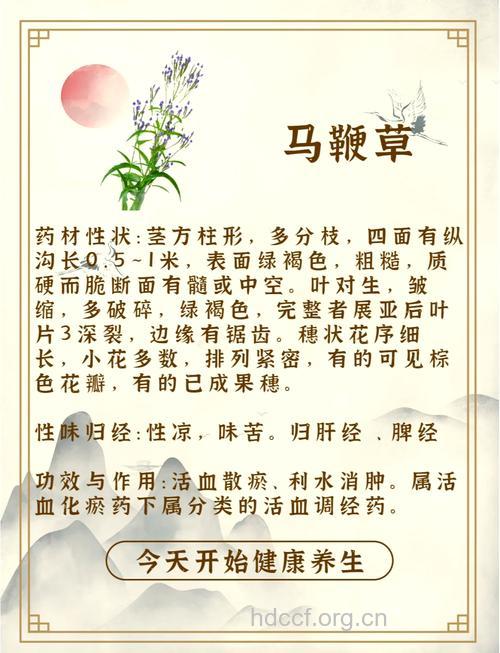 带刺马鞭的功效与作用