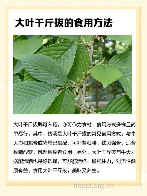 大叶千斤拔根的功效与作用