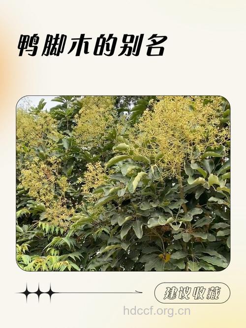 川黔鸭脚木的功效与作用