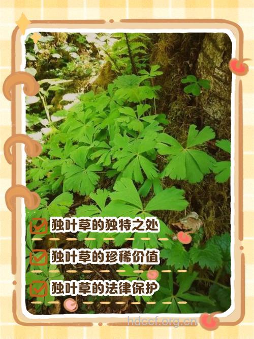 大独叶草的功效与作用