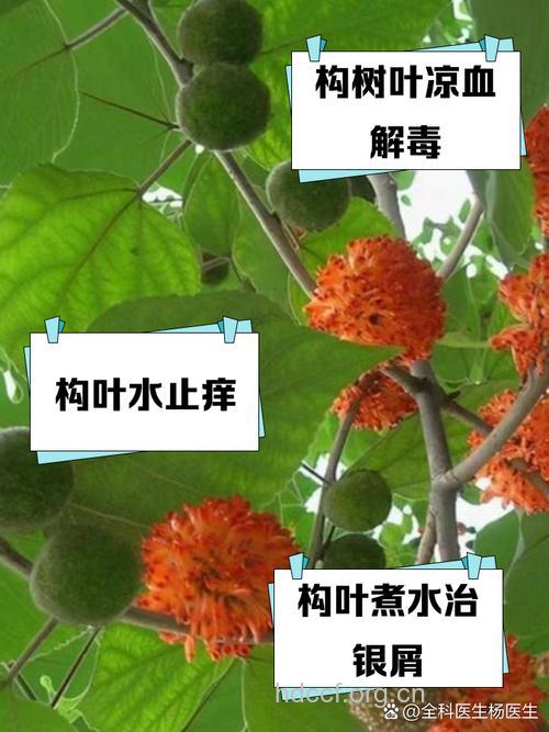 楮叶的功效与作用
