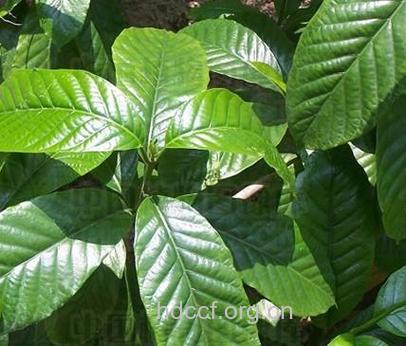 大萼鹿角藤的功效与作用