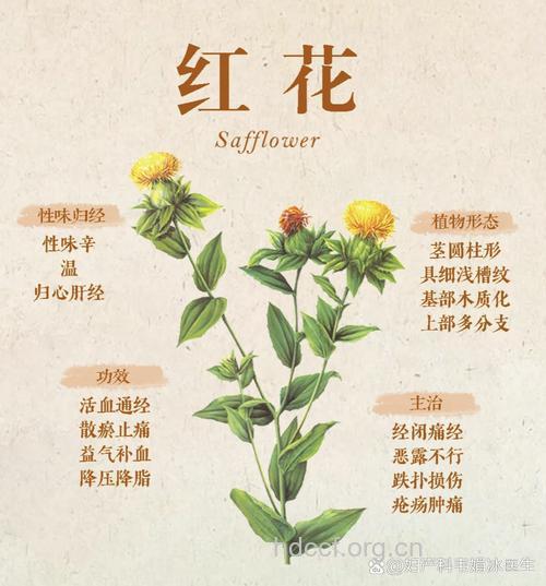 红花苗的功效与作用