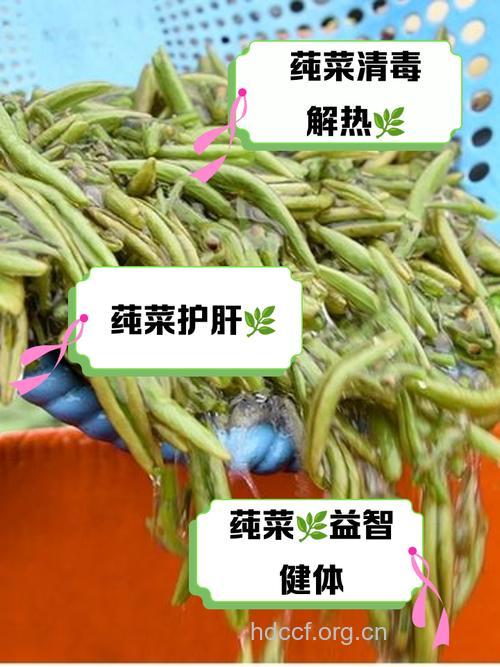 莼的功效与作用