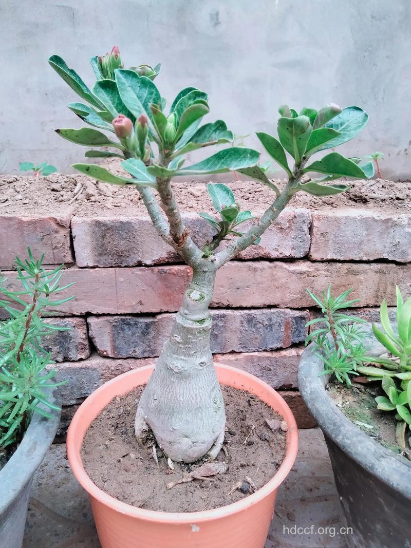 佛杜树的功效与作用