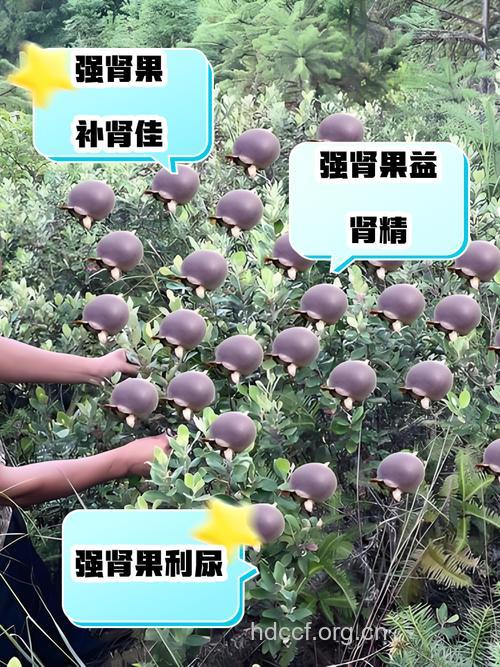 治疗男科疾病的水果大全