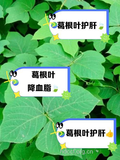 葛叶的功效与作用