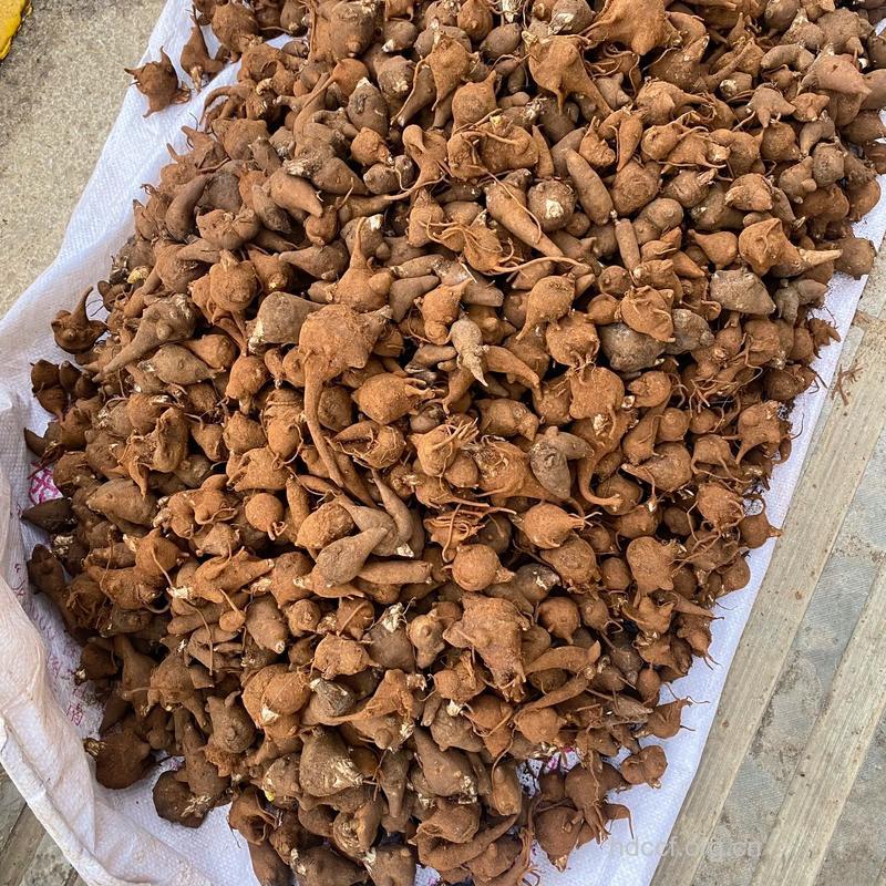 九子不离母的功效与作用