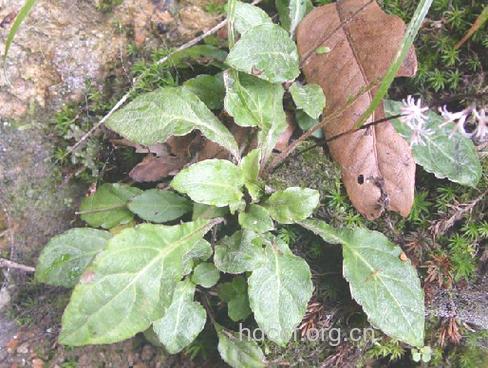 大二郎箭的功效与作用