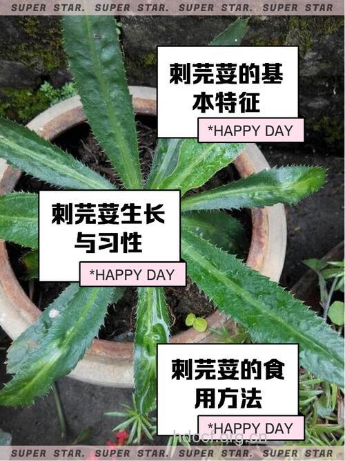 刺芫荽的功效与作用