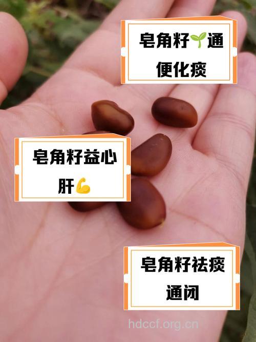 肥皂核的功效与作用