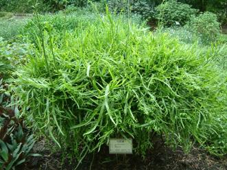 飞天蜈蚣的功效与作用