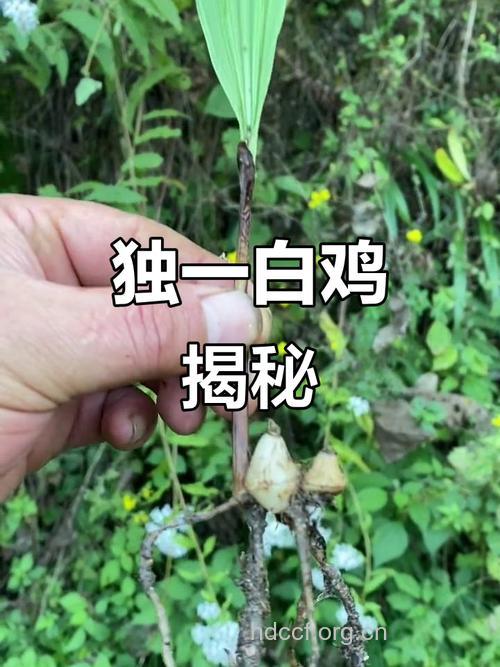 独叶白芨的功效与作用