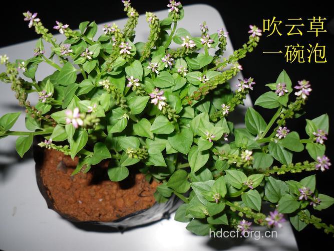 吹云草的功效与作用