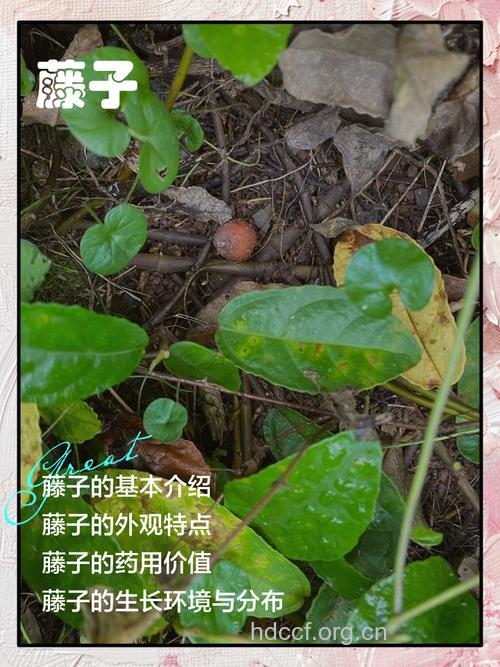 臭藤子的功效与作用