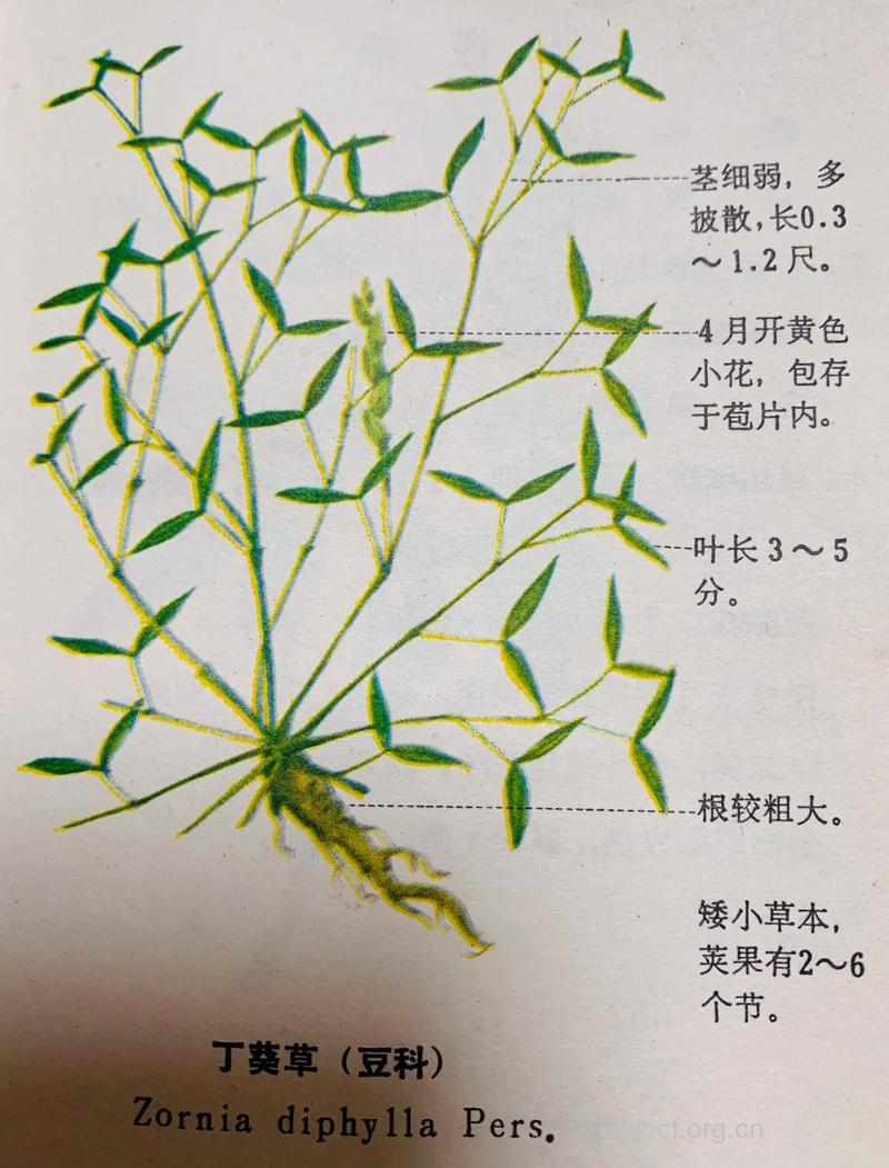 丁癸草的功效与作用