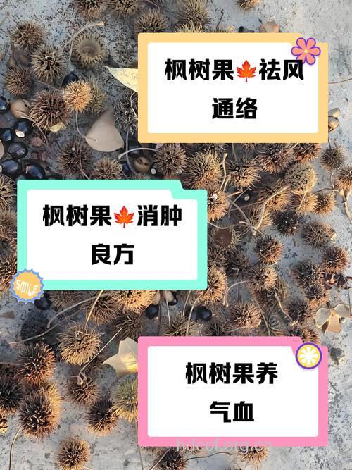 红树果的功效与作用