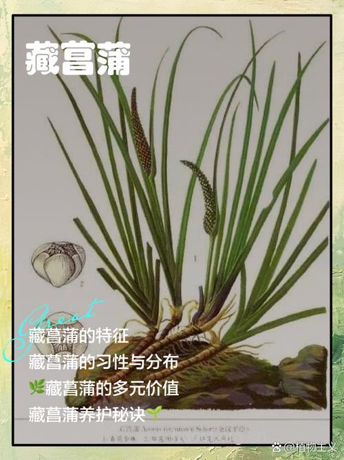 藏菖蒲的功效与作用