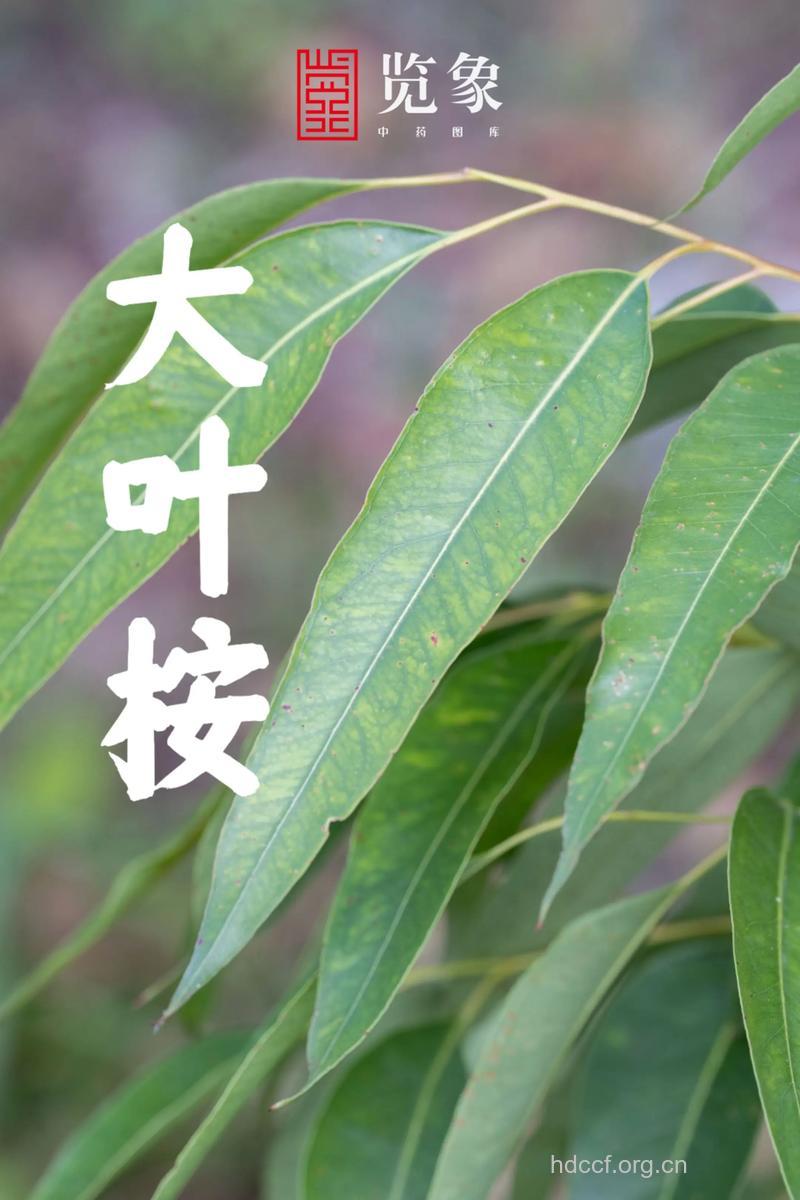 大叶桉的功效与作用