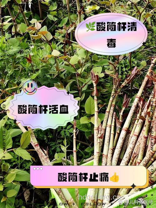 红酸杆的功效与作用