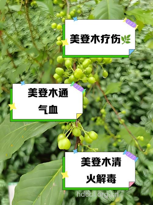 广西美登木的功效与作用