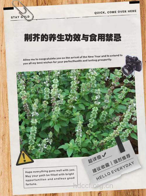 红荆芥的功效与作用