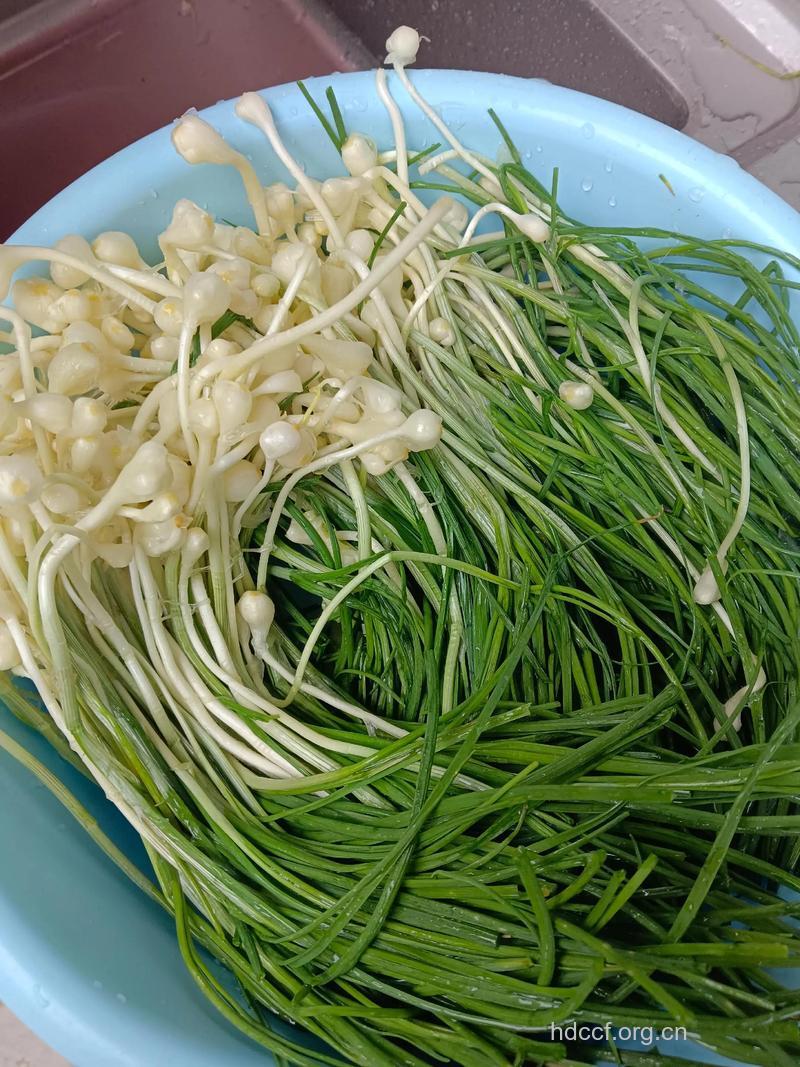 胡葱子的功效与作用