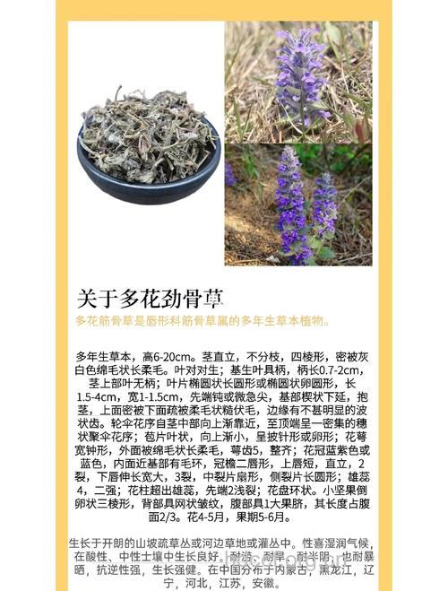 多花筋骨草的功效与作用