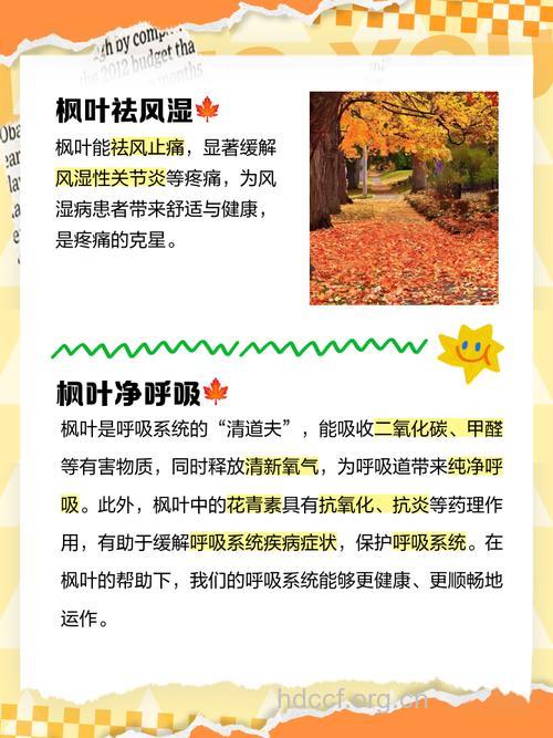 红树叶的功效与作用