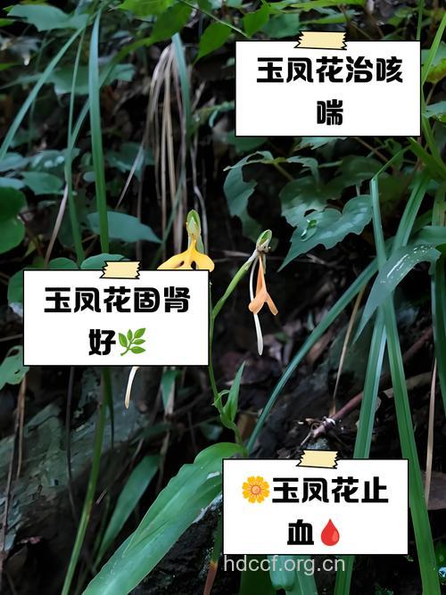 橙黄玉凤花的功效与作用