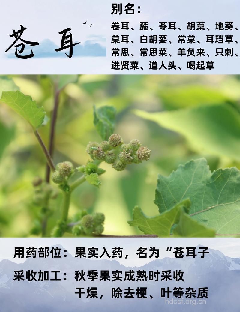 苍耳花的功效与作用