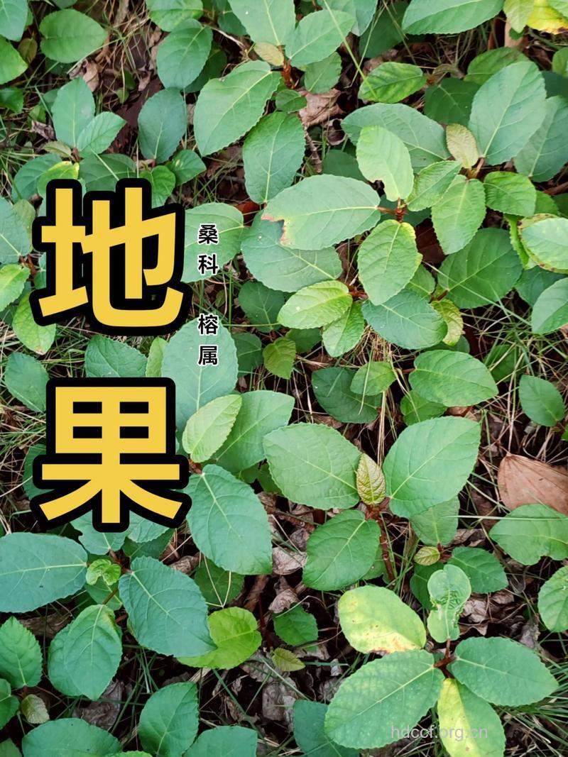 地打果树皮的功效与作用