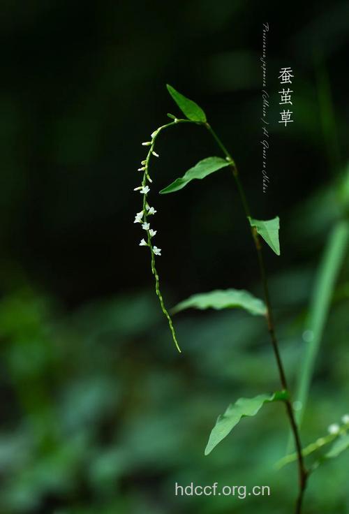 蚕茧草的功效与作用