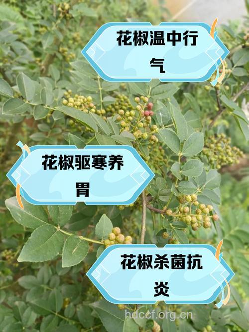 贵州花椒的功效与作用