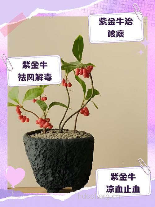 多斑紫金牛的功效与作用