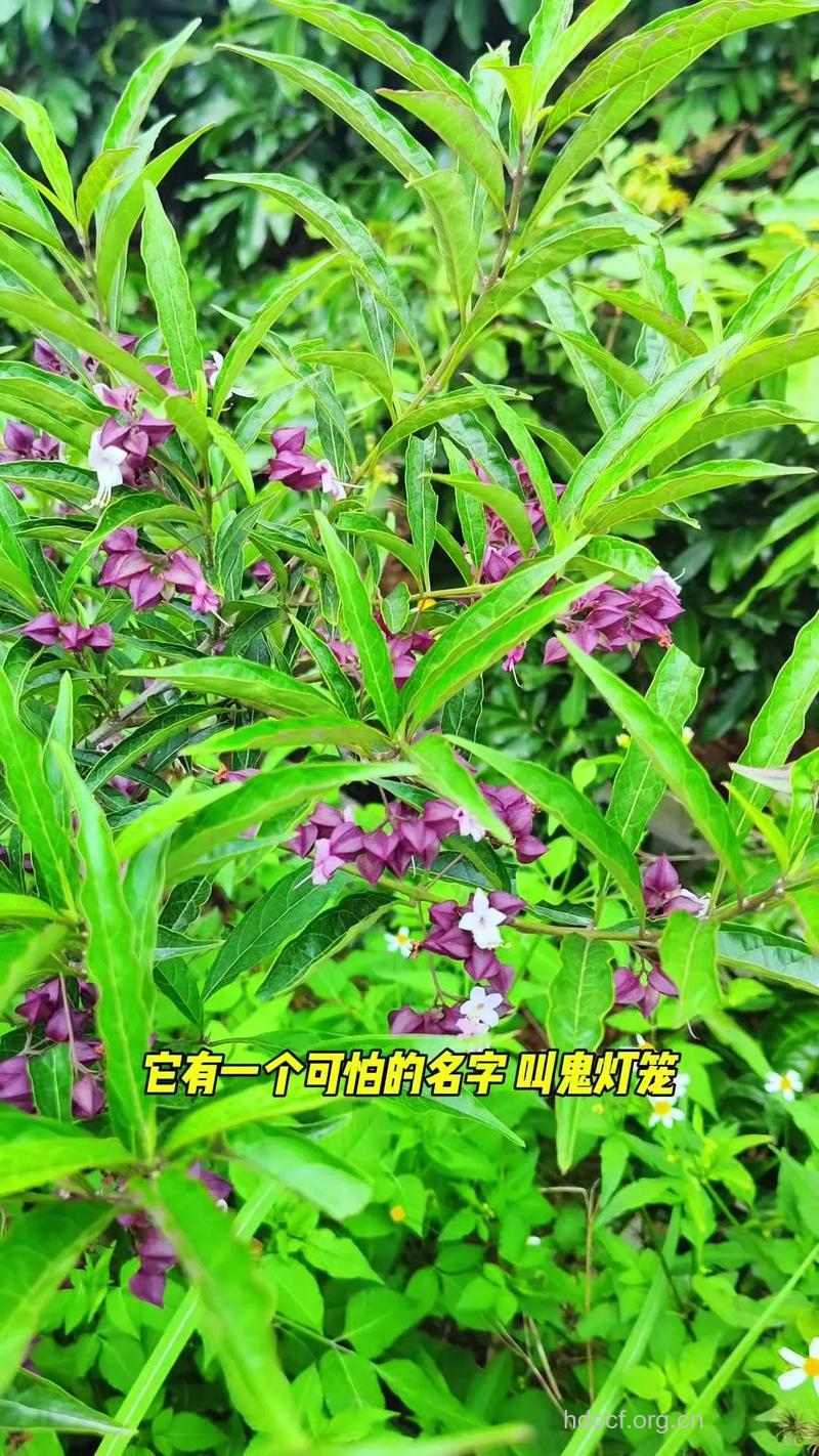 大叶白花灯笼的功效与作用