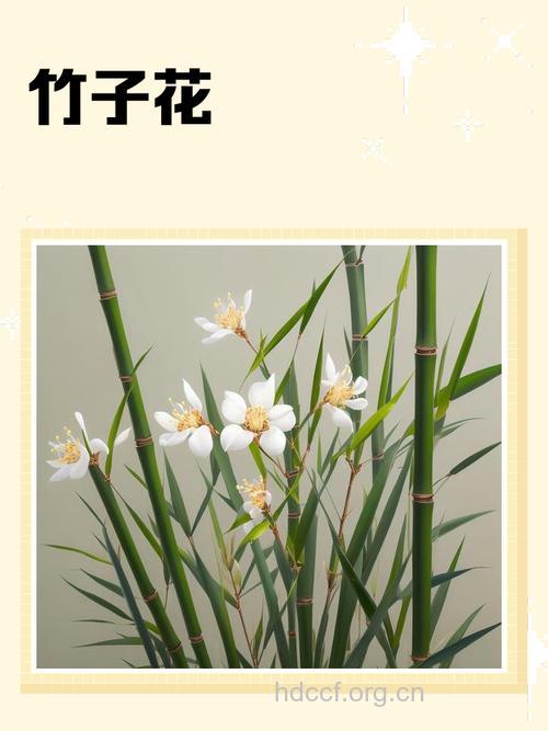 慈竹花的功效与作用