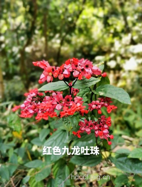 九龙吐珠的功效与作用
