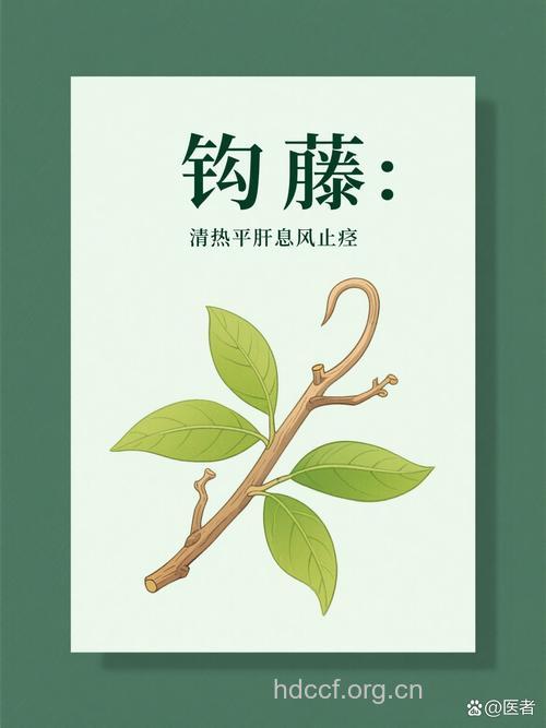 大叶钩藤的功效与作用
