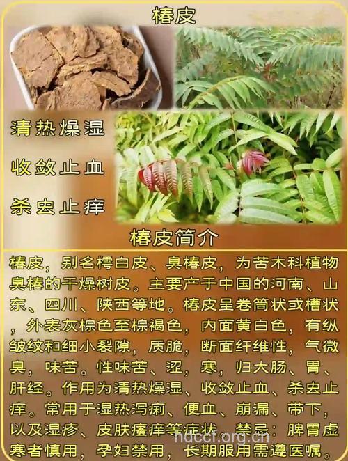 大果臭椿皮的功效与作用