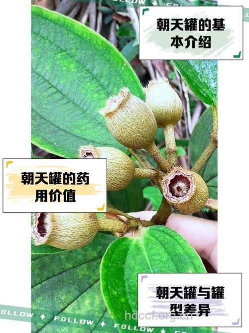 朝天子的功效与作用