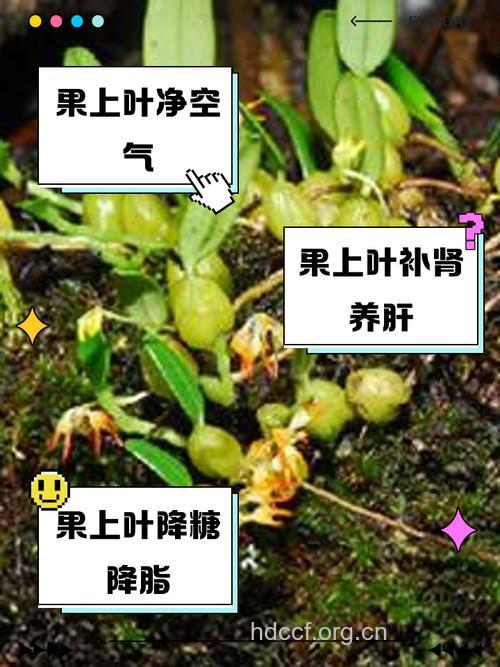 果上叶的功效与作用