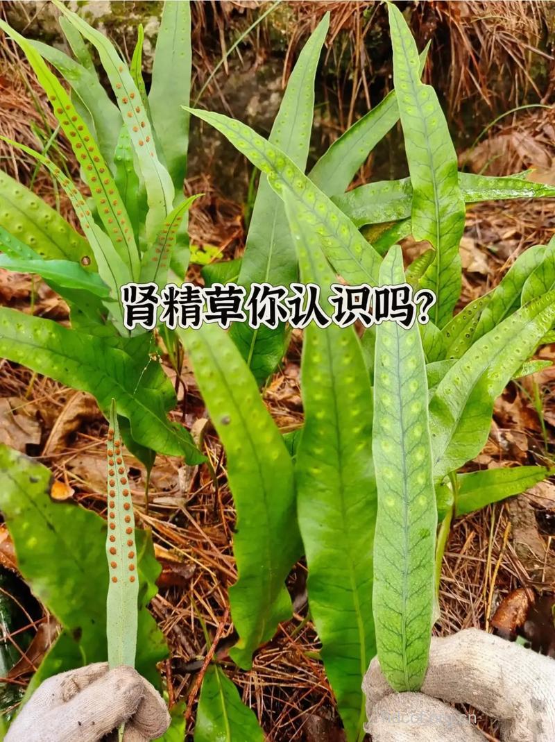 单肾草的功效与作用