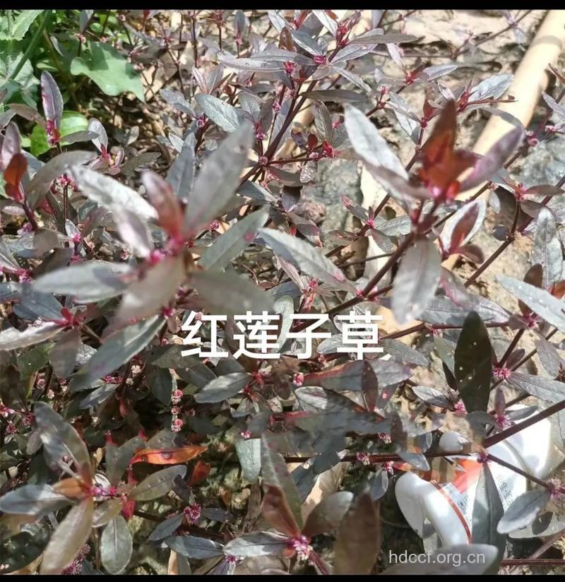 红对节子的功效与作用