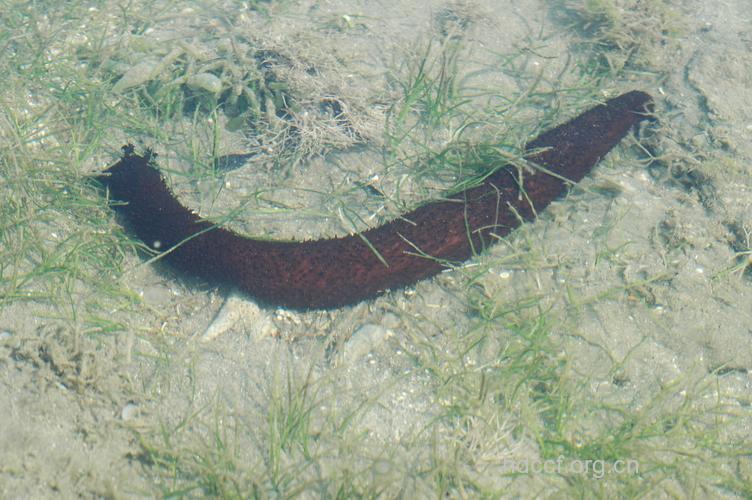 荡皮参的功效与作用