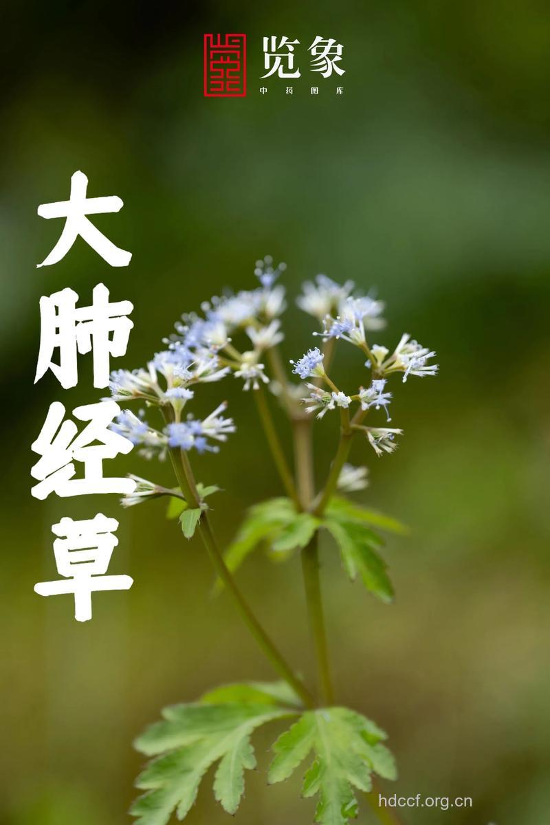 大肺筋草的功效与作用