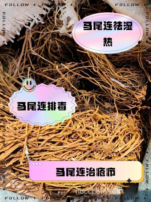 大叶马尾连的功效与作用