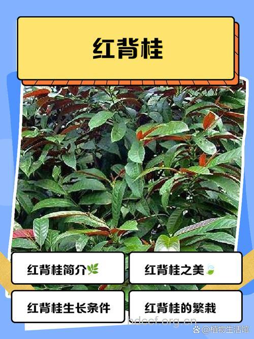 红背桂的功效与作用